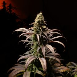 Starfighter Cannabis Strain