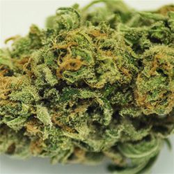 ArcticBlue Cannabis Strain