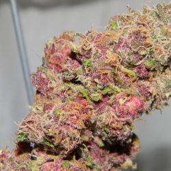 Pink Starburst Cannabis Strain
