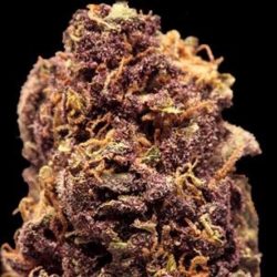 Purple Power Cannabis Strain