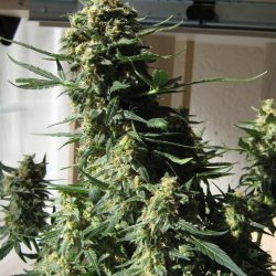 Super Bud Cannabis Strain