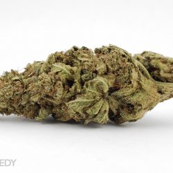 Velvet Bud Cannabis Strain