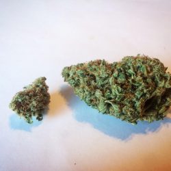 The Cough Cannabis Strain