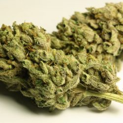 Tora Bora Cannabis Strain