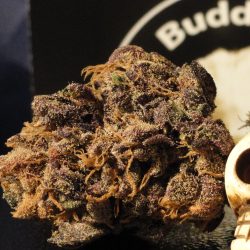 Zombie OG Cannabis Strain