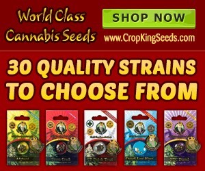 High Quality Cannabis Seeds