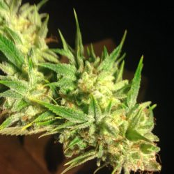 Longbottom Leaf Cannabis Strain