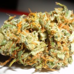 Mango Kush Cannabis Strain