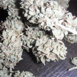 Mataro Blue Cannabis Strain