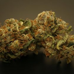 Maui Pineapple Chunk Cannabis Strain