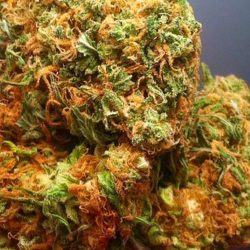 Maui Wowie Cannabis Strain