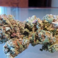 Motavation Cannabis Strain