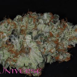 Ms. Universe Cannabis Strain