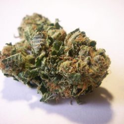 Neptune Kush Cannabis Strain