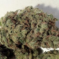 Purple Cheese Cannabis Strain