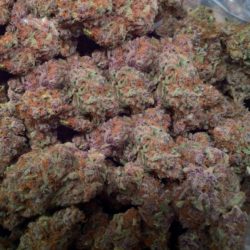 Purple Trainwreck Cannabis Strain