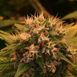Rocky Mountain Blueberry Cannabis Strain
