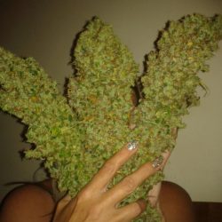 Satori Cannabis Strain