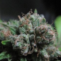Alien Sour Apple Cannabis Strain