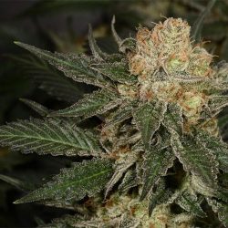 Bubblegun Cannabis Strain