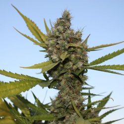 CBD Critical Cure Cannabis Strain