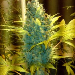 Alpha Blue Cannabis Strain