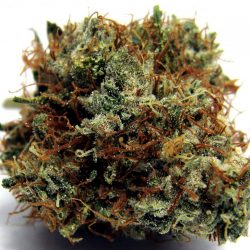 Cirrus Cannabis Strain