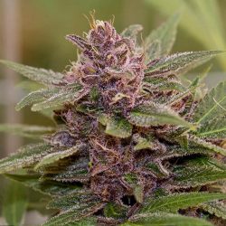 Godfather Purple Kush Cannabis Strain