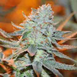 B-Witched Cannabis Strain