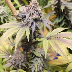 Huckleberry Hound Cannabis Strain