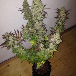 Jacky White Cannabis Strain